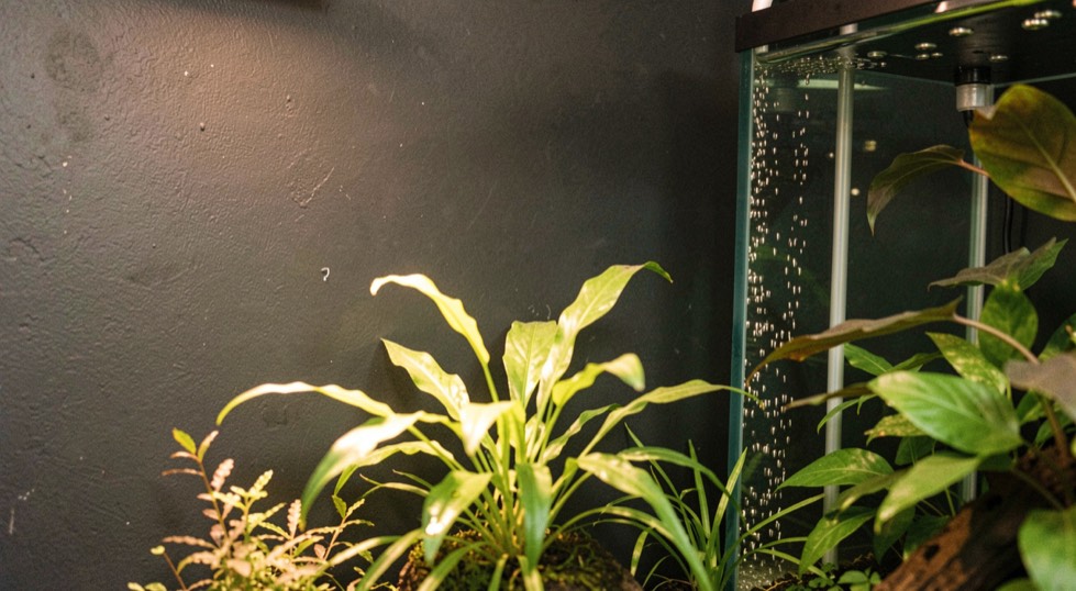 Een beplant zoetwateraquarium tegen een donkere wand, met fijne luchtbellen langs een filterbuis en warm licht op de waterplanten.