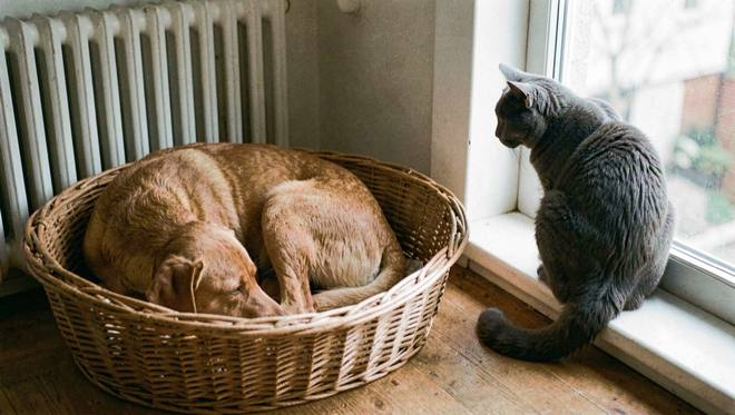 Een rustende hond in een ovale rieten mand naast een radiator, met daarnaast een grijze kat die op de vensterbank naar buiten kijkt.